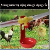 máng nước tự động cho gà