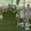 Máng ăn cho vịt inox 1 bao chứa 25kg cám