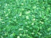 IQF green onion