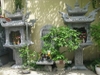 cây hương đá ngoài trời