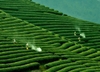 du-lich-mai-chau-moc-chau-tour-tot-gia-re-2025
