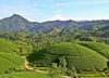 tour-du-lich-xuan-son-dao-ngoc-xanh-doi-che-long-coc