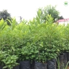Cây giống đàn hương trắng Ấn Độ - Giá trị kinh tế đem lại