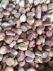 Purple Pebbles