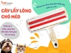 CÂY LẤY LÔNG CHÓ MÈO