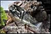 Hộp nữ trang Mummy