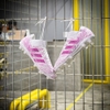 giay-bong-da-adidas-nemeziz-18-3-trang-hong-co-lung-fg