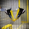 giay-bong-da-adidas-predator-freak-xmen-den-vang-co-cao-khong-day-tf