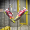 giay-bong-da-adidas-x-speedflow-3-numbers-up-xam-cau-vong-hq-tf