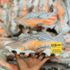 giay-bong-da-adidas-nemeziz-21-1-trang-den-vach-cam-fg