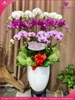 chau-hoa-lan-ho-diep-da-sac-15-canh-ds37