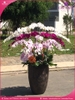 chau-hoa-lan-ho-diep-da-sac-16-canh-ds49