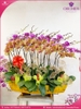 Chau-hoa-lan-ho-diep-da-sac-25-canh-ds217