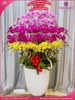 Chau-hoa-lan-ho-diep-da-sac-30-canh-ds175
