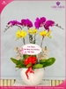chau-hoa-lan-ho-diep-da-sac-5-canh-ds102