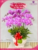 chau-hoa-lan-ho-diep-hong-10-canh-h139