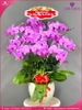 chau-hoa-lan-ho-diep-hong-10-canh-h209