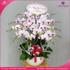 chau-hoa-lan-ho-diep-hong-14-canh-h80