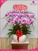 chau-hoa-lan-ho-diep-hong-15-canh-h121