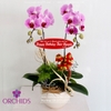 Chậu lan hồ điệp 2 cành hoa màu hồng với thiết kế đơn giản nhưng không kém phần xinh xắn