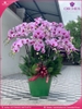 chau-hoa-lan-ho-diep-hong-20-canh-h91