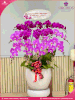 chau-hoa-lan-ho-diep-hong-tim-15-canh-thb-46