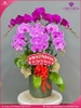 chau-hoa-lan-ho-diep-hong-tim-6-canh-thb58