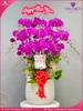 Chau-hoa-lan-ho-diep-tim-10-canh-t161
