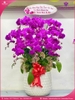 Chau-hoa-lan-ho-diep-tim-10-canh-t167