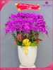Chau-hoa-lan-ho-điep-tim-18-canh-t229