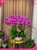 chau-hoa-lan-ho-diep-tim-20-canh-t65