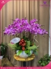 chau-hoa-lan-ho-diep-tim-20-canh-t66