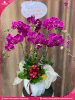 chau-hoa-lan-ho-diep-tim-6-canh-t93