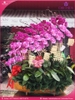 chau-hoa-lan-ho-diep-tim-hong-20-canh-thb27