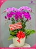 chau-hoa-lan-ho-diep-tim-hong-5-canh-thb53