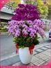 chau-hoa-lan-ho-diep-tim-hong-65-canh-thb31