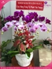 chau-hoa-lan-ho-diep-tim-hong-9-canh-thb15