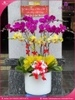 chau-hoa-lan-ho-diep-tim-vang-10-canh-tva12