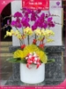 chau-hoa-lan-ho-diep-tim-vang-12-canh-tva16