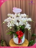 chau-hoa-lan-ho-diep-trang-10-canh-tr133