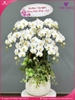 Chau-hoa-lan-ho-diep-trang-10-canh-tr257