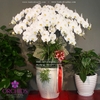 Chậu lan hồ điệp 15 cành hoa màu trắng được thiết kế vô cùng tinh tế