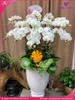 chau-hoa-lan-ho-diep-trang-15-canh-tr104