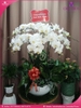 chau-hoa-lan-ho-diep-trang-15-canh-tr60