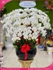 chau-hoa-lan-ho-diep-trang-20-canh-tr70