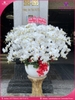 chau-hoa-lan-ho-diep-trang-30-canh-tr87
