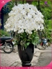 Chau-hoa-lan-ho-diep-trang-36-canh-tr326