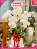 Chau-hoa-lan-ho-diep-trang-5-canh-tr302
