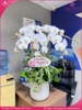 Chau-hoa-lan-ho-diep-trang-5-canh-tr329