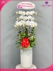 Chau-hoa-lan-ho-diep-trang-7-canh-tr246